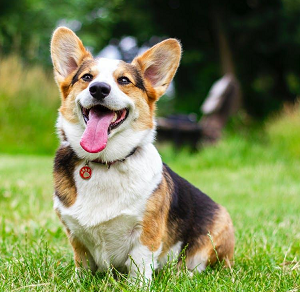 How come your dog digs in the yard?